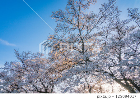 夕日を浴びた満開のしだれ桜 夕日を浴びた満開のしだれ桜 125094017