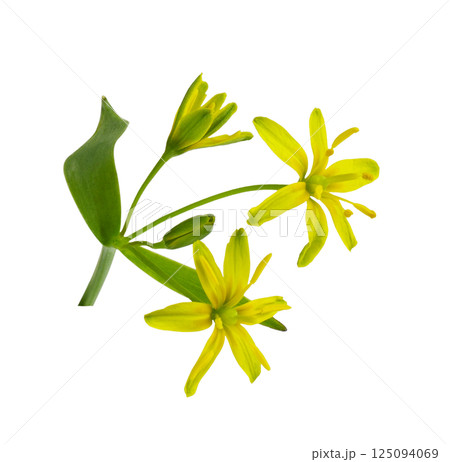 Sprig of yellow Gagea lutea flowers, bud and leaves isolated 125094069