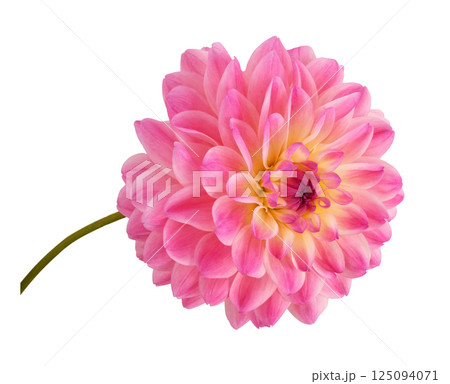 Closeup of pink dahlia flower isolated 125094071