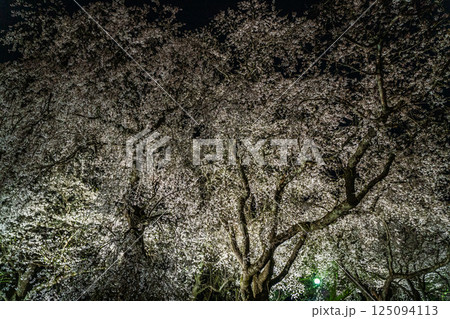 ライトアップで浮かび上がるしだれ桜 125094113