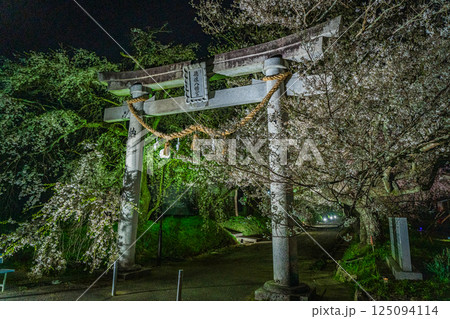 ライトアップで浮かび上がるしだれ桜 ライトアップで浮かび上がるしだれ桜 125094114