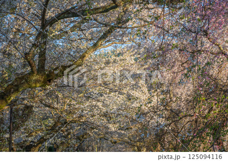 ライトアップで浮かび上がるしだれ桜 125094116