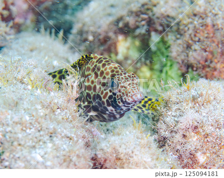 カンモンハタの幼魚。ヒリゾ浜中木南伊豆町伊豆半島静岡県2024 125094181