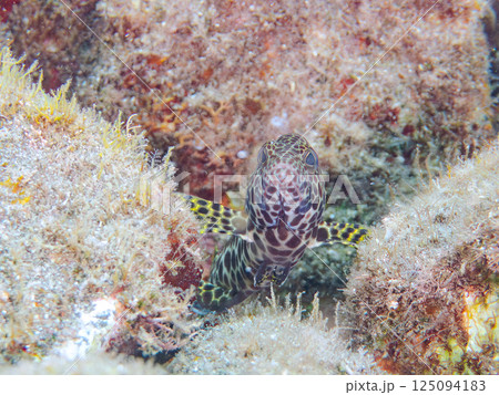 カンモンハタの幼魚。ヒリゾ浜中木南伊豆町伊豆半島静岡県2024 カンモンハタの幼魚。ヒリゾ浜中木南伊豆町伊豆半島静岡県2024 125094183