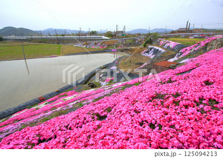 芝桜の絨毯と新幹線のぞみ号 芝桜の絨毯と新幹線のぞみ号 125094213