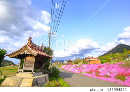 道沿いに咲き誇る芝桜 125094222