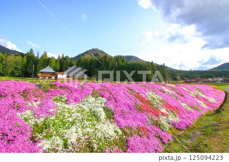 里山に咲き誇る芝桜 125094223