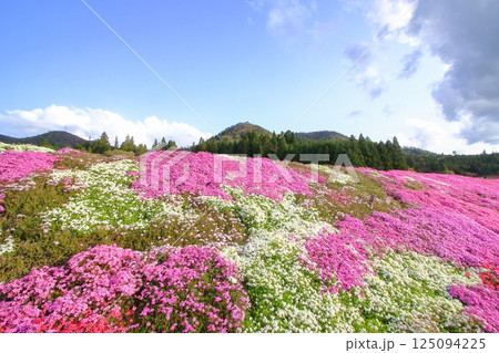 春の里山に咲き誇る芝桜 125094225