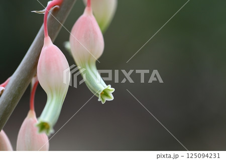 ガステリア・多肉植物の花 125094231