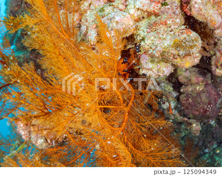 ウミカラマツ（ソフトコーラル）とミツボシクロスズメダイの幼魚の群れ。ヒリゾ浜中木南伊豆町伊豆半島静岡 125094349