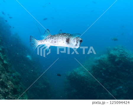 大きなイシガキフグ。ヒリゾ浜中木南伊豆町伊豆半島静岡県2024 125094424