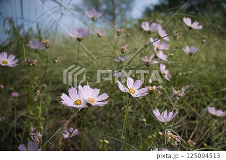 秋の花コスモス 125094513