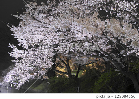 高崎市 城址公園 お堀の夜桜 高崎市 城址公園 お堀の夜桜 125094556