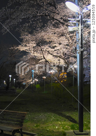 高崎市 城址公園 お堀の夜桜 125094559