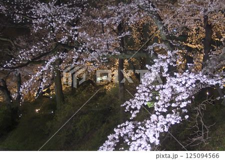 高崎市 城址公園 お堀の夜桜 125094566