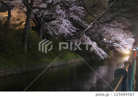 高崎市 城址公園 お堀の夜桜 125094567