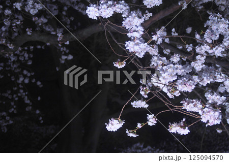 高崎市 城址公園 お堀の夜桜 125094570