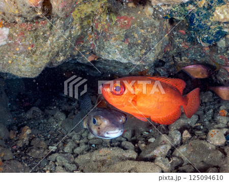 水中洞窟のゴマヒレキントキ、イシガキフグ、ミナミハタンポ他の群れ。ヒリゾ浜中木南伊豆町伊豆半島静岡県 水中洞窟のゴマヒレキントキ、イシガキフグ、ミナミハタンポ他の群れ。ヒリゾ浜中木南伊豆町伊豆半島静岡県 125094610