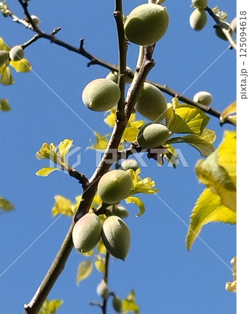 梅の実 青梅 梅の実 青梅 125094618