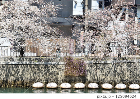 横浜大岡川に咲く桜の木と影 125094624