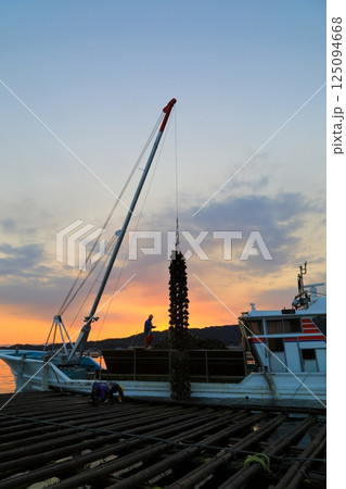 宮島　かきの水揚げ 125094668