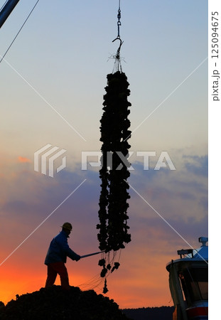 宮島　かきの水揚げ 125094675