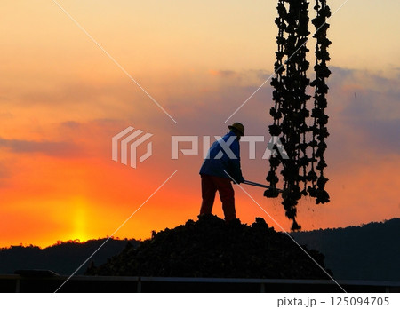 宮島　かきの水揚げ 125094705