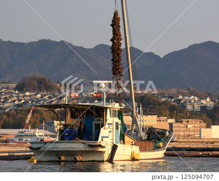 宮島　かきの水揚げ 125094707