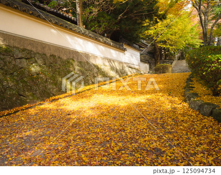 イチョウの落ち葉が敷き詰められた参道（播州清水寺）② 125094734