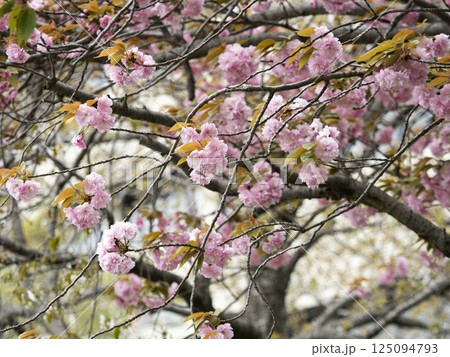 公園に咲いた八重桜 125094793