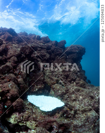 海水温上昇で白化してしまったサンゴ（エンタクミドリイシ他）ヒリゾ浜中木南伊豆町伊豆半島静岡県202 125094833