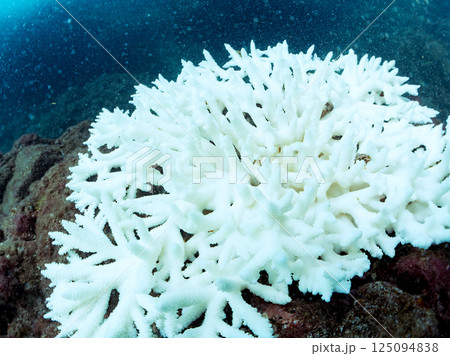 海水温上昇で白化してしまったサンゴ（エンタクミドリイシ他）ヒリゾ浜中木南伊豆町伊豆半島静岡県202 125094838