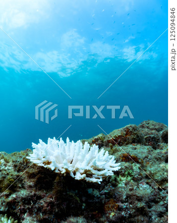 海水温上昇で白化してしまったサンゴ(エンタクミドリイシ他)ヒリゾ浜中木南伊豆町伊豆半島静岡県202 海水温上昇で白化してしまったサンゴ(エンタクミドリイシ他)ヒリゾ浜中木南伊豆町伊豆半島静岡県202 125094846