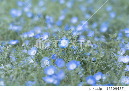 可憐に咲く青色のネモフィラの花 125094874