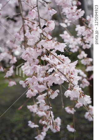 枝垂れ桜 六地蔵寺 枝垂れ桜 六地蔵寺 125094923