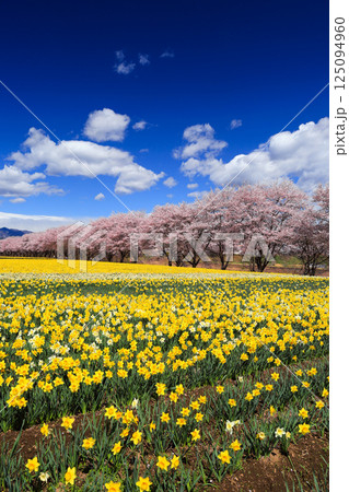 カラフルな水仙と桜並木（縦） 125094960