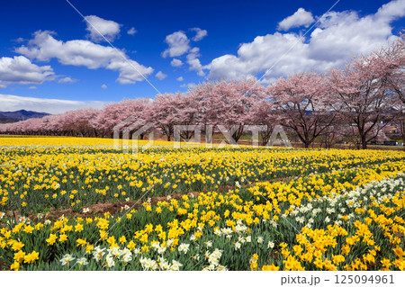 カラフルな水仙と桜並木 カラフルな水仙と桜並木 125094961