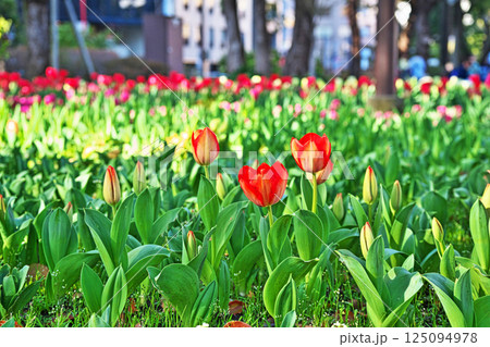 公園の赤いチュウリップの花（春、三月） 125094978