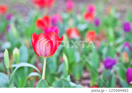 公園の赤いチュウリップの花（春、三月） 125094981