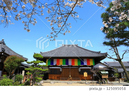 飛鳥寺　満開の桜と本堂 125095058