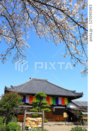 飛鳥寺　満開の桜と本堂 125095063