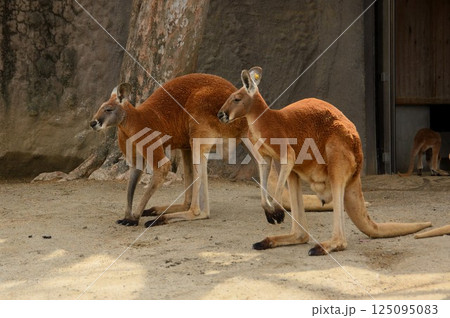 ならんでポーズをとるカンガルー 125095083