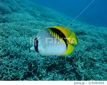 水中写真｜サンゴ礁を泳ぐカラフルなチョウチョウウオ 125095095