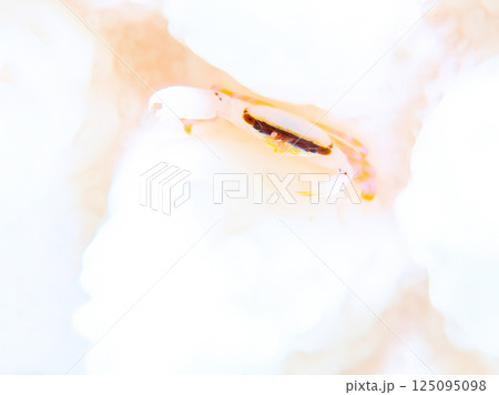 白化したサンゴに住むヒメサンゴガニ。ヒリゾ浜中木南伊豆町伊豆半島静岡県2024 125095098