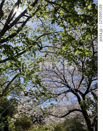 新緑に包まれる桜の木 125095189