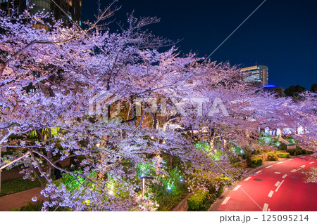 東京都港区 六本木、東京ミッドタウンの夜桜 125095214