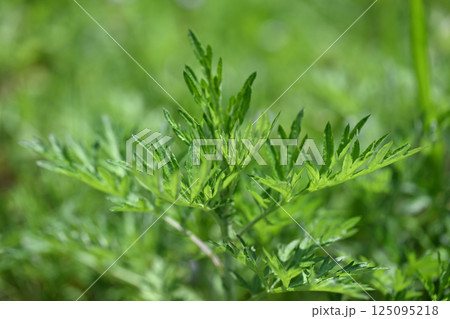 春のヨモギ（蓬） 125095218