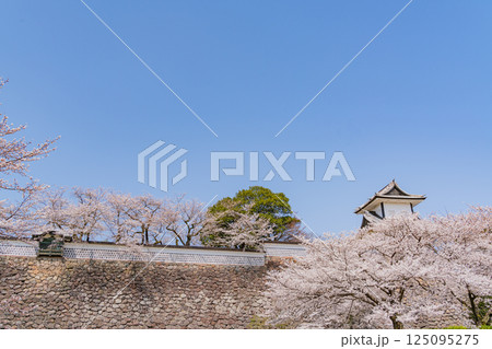(石川県)金沢城 桜満開の石川門・石川櫓 (石川県)金沢城 桜満開の石川門・石川櫓 125095275
