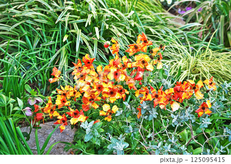 ラナンキュラスの花（ラックス・ミノアン）（春、三月） 125095415