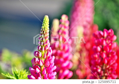 ルピナスの花（春、三月） 125095711